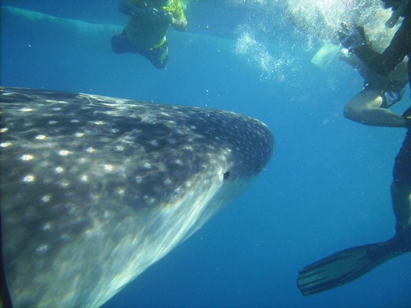../Images/whale shark 3.jpg